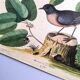 Old bird engraving - Robin - Vintage nature plate by Seligmann