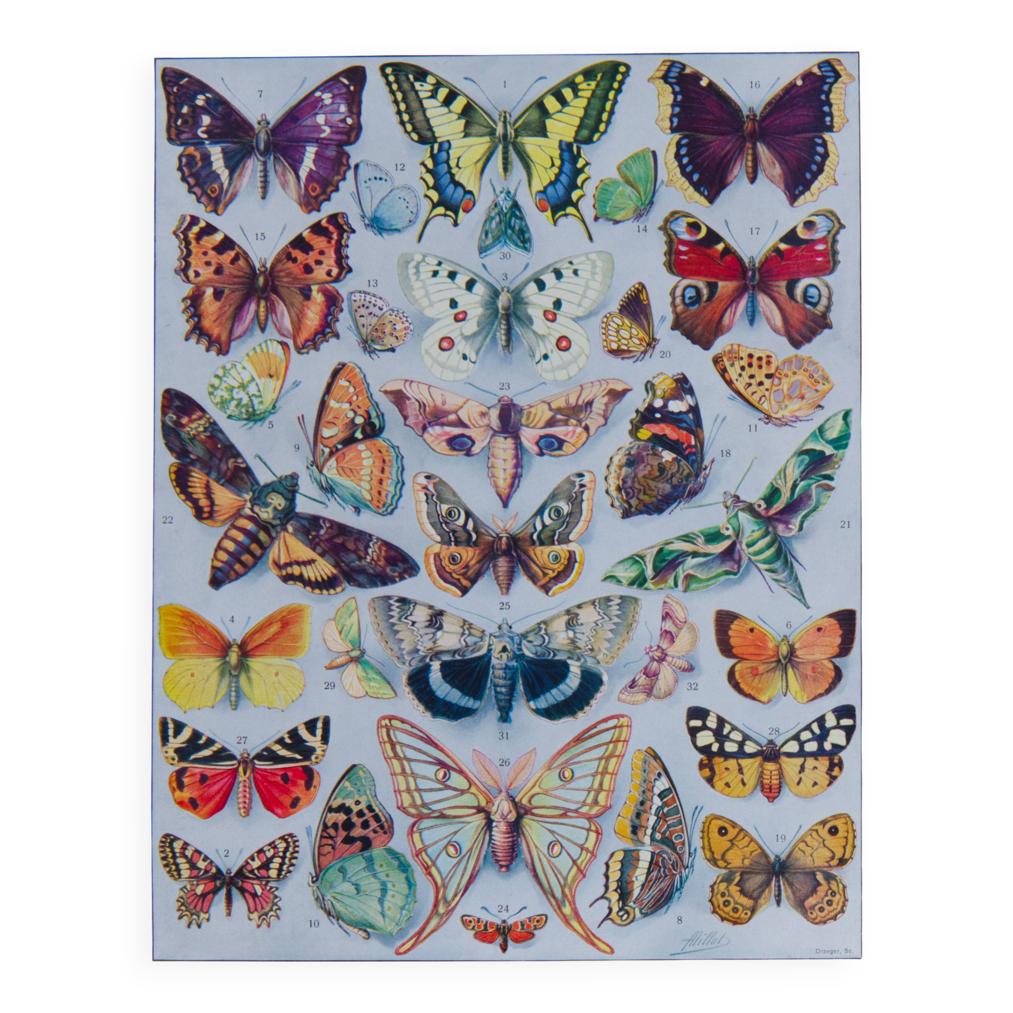 The butterflies of Europe – original naturalist plate, 1930 Adolphe Millot