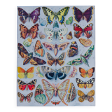 The butterflies of Europe – original naturalist plate, 1930 Adolphe Millot