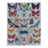 The butterflies of Europe – original naturalist plate, 1930 Adolphe Millot