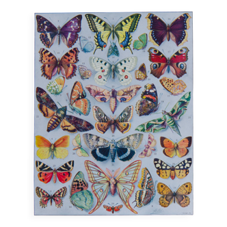 The butterflies of Europe – original naturalist plate, 1930 Adolphe Millot