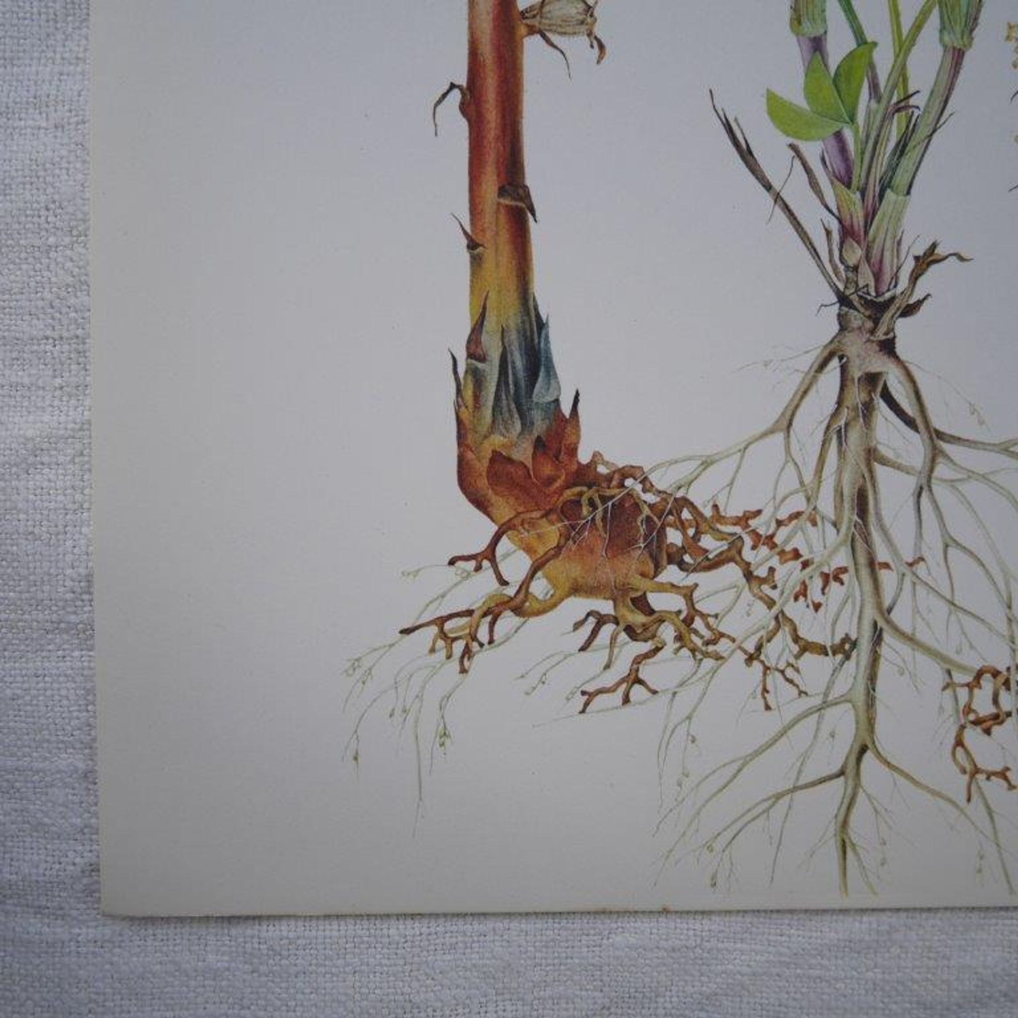 Set of 2 botanical plates Omblette and Orobranche du trèfle
