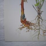 Set of 2 botanical plates Omblette and Orobranche du trèfle