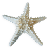 Starfish/diameter 25 cm