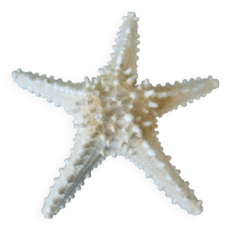 Starfish/diameter 25 cm