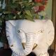 Elephant plant pot