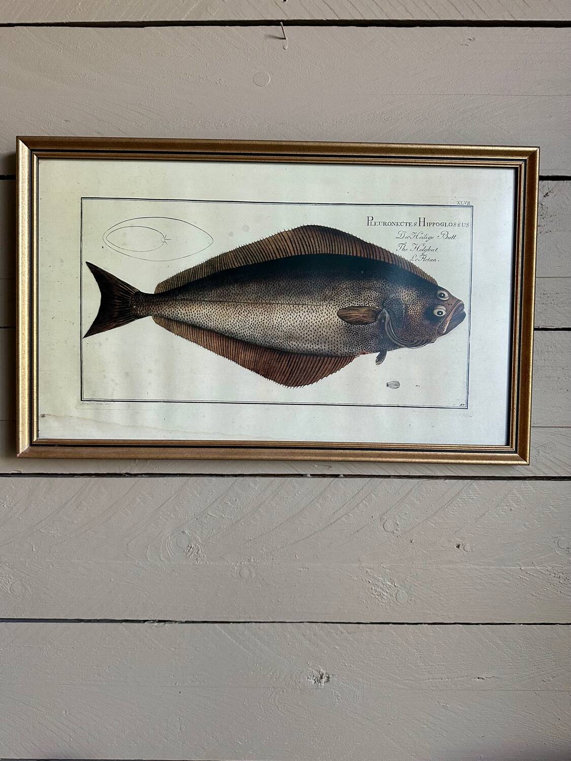 Ancienne lithographie Morubel , le flétan