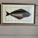 Old lithograph Morubel, the halibut