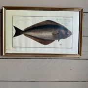 Ancienne lithographie Morubel , le flétan