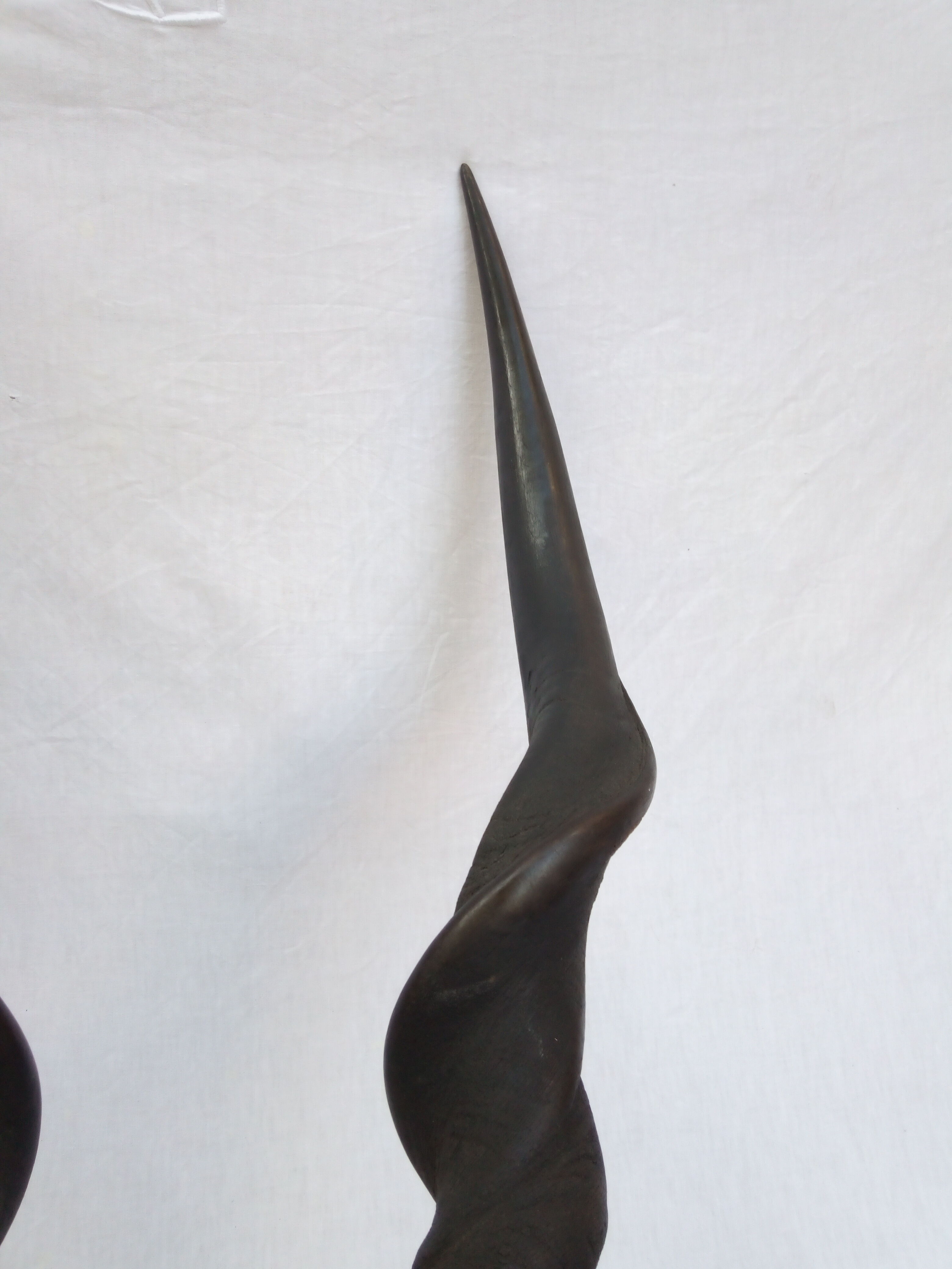 Ancient and very large hunting trophy. Derby Elk