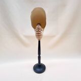 Large Tiger Nautilus shell on turned wooden base, old cabinet of curiosities