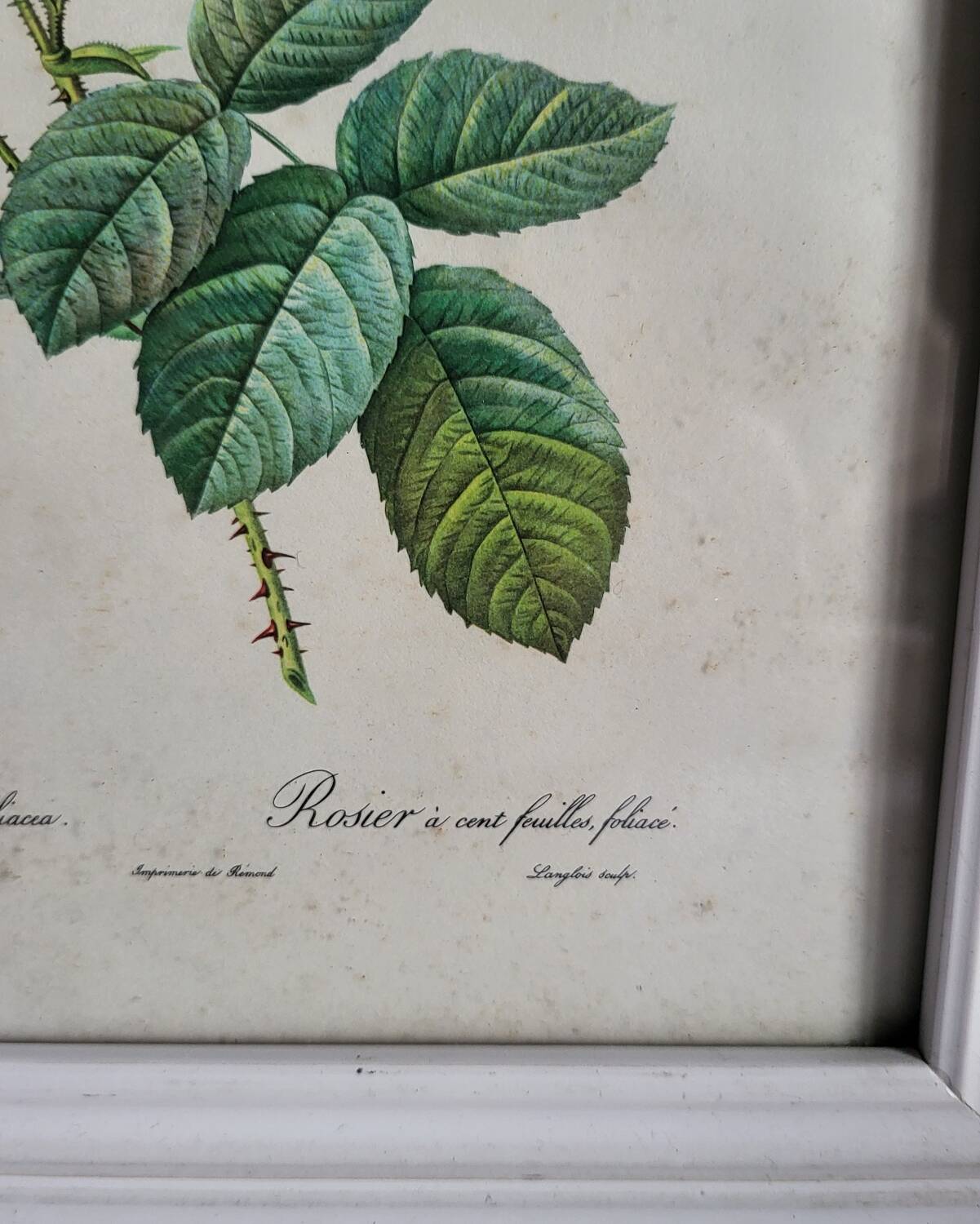 PJ Redouté - illustration botanique - Rosier à cent feuilles, Imp de R