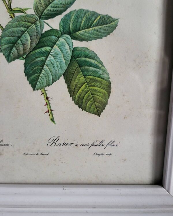 PJ Redouté - illustration botanique - Rosier à cent feuilles, Imp de R