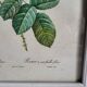 PJ Redouté - illustration botanique - Rosier à cent feuilles, Imp de R