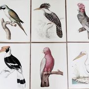 Planches de bestiaire muséum d'histoire naturelle Pélican blanc