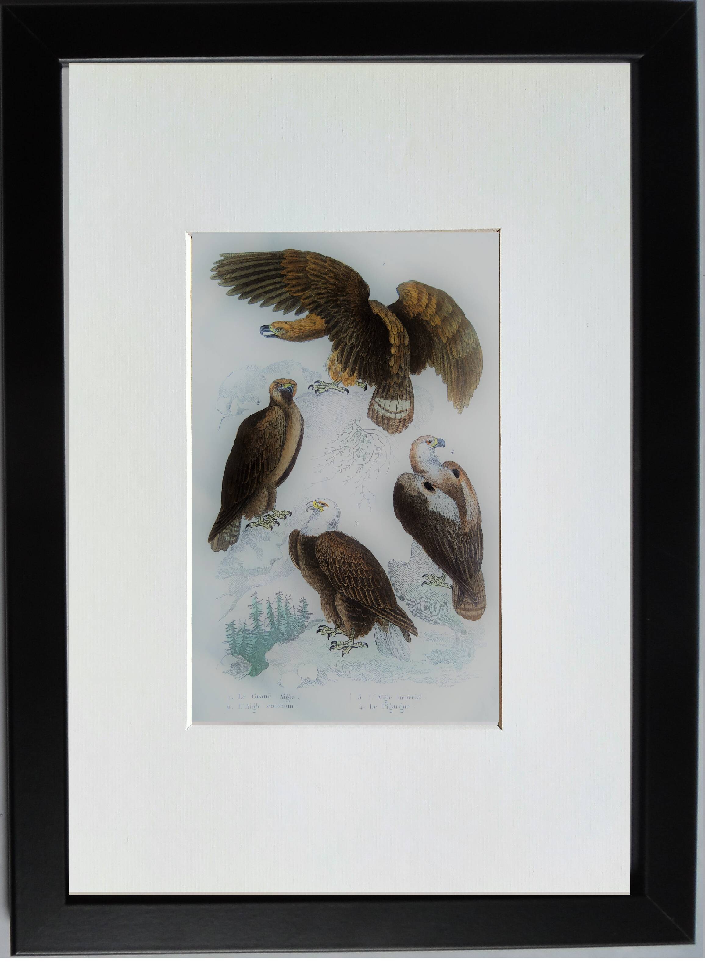 Original ornithological plate "Eagle - Common Eagle - &c..." Buffon 1836