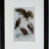 Original ornithological plate "Eagle - Common Eagle - &c..." Buffon 1836