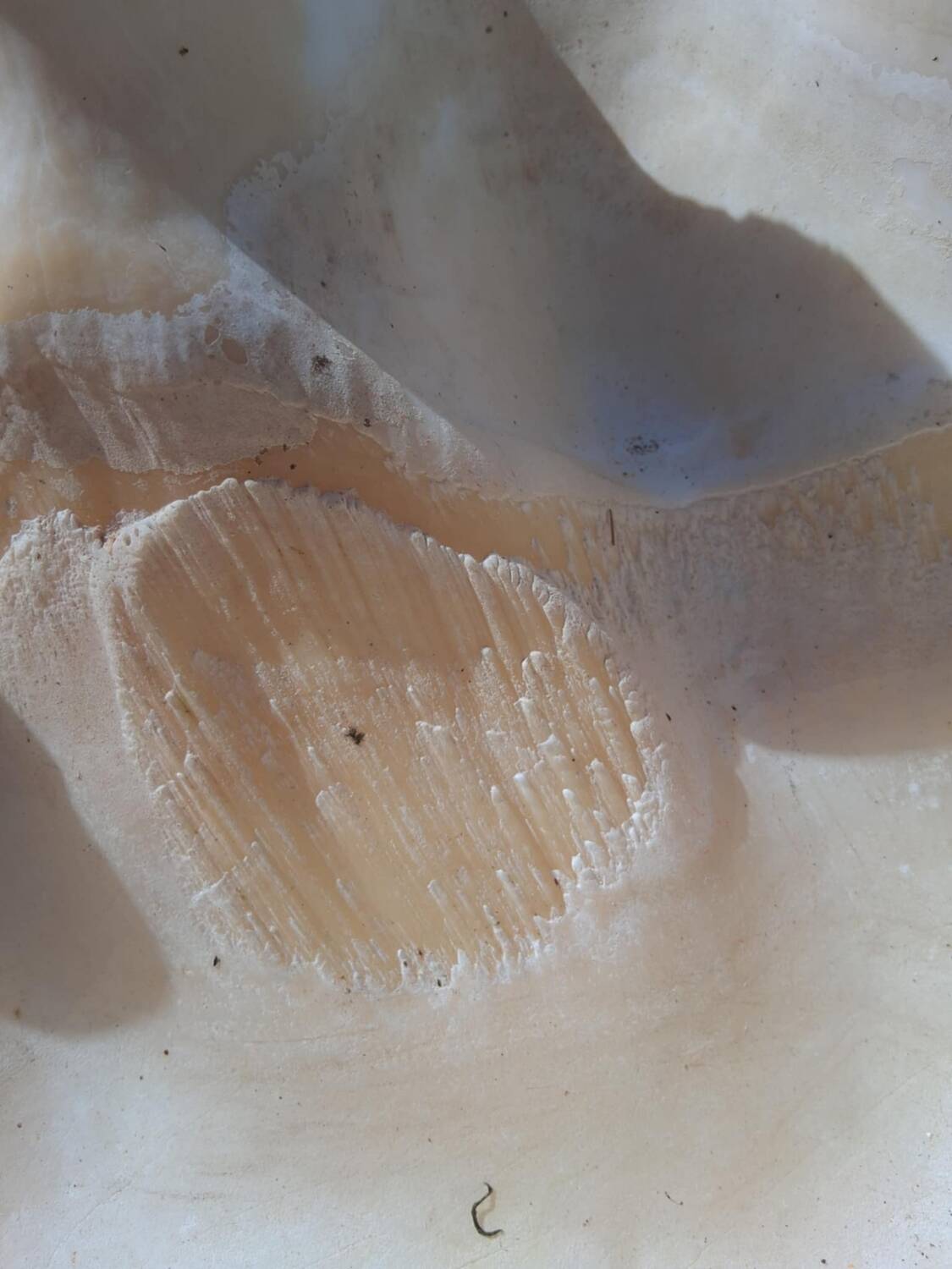 Tridacna shell (86 cm) – on base – rare and decorative