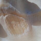 Tridacna shell (86 cm) – on base – rare and decorative