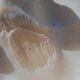 Tridacna shell (86 cm) – on base – rare and decorative