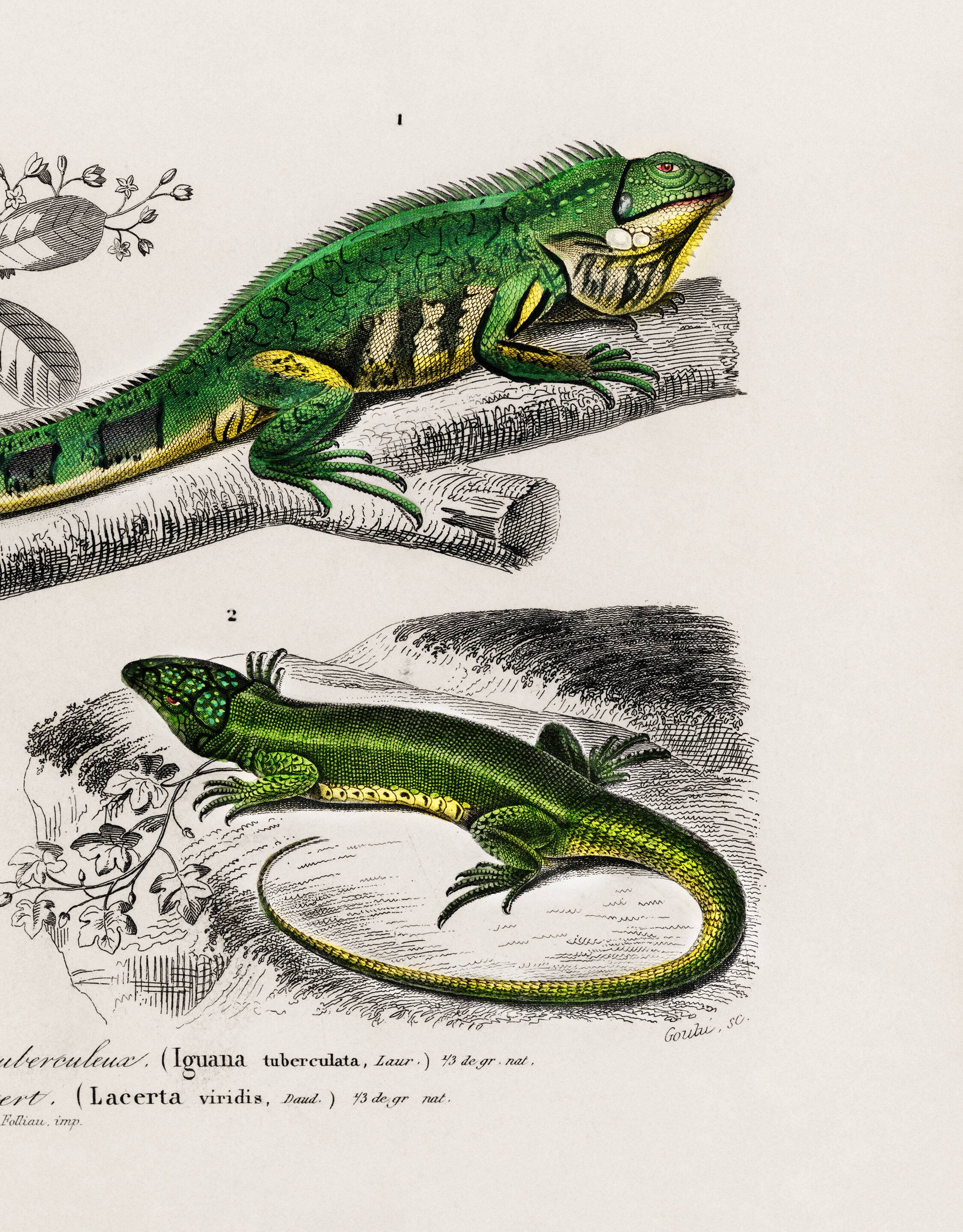 Poster for “The Iguana and the Green Lizard”, after an old engraving from 1