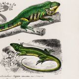 Poster for “The Iguana and the Green Lizard”, after an old engraving from 1