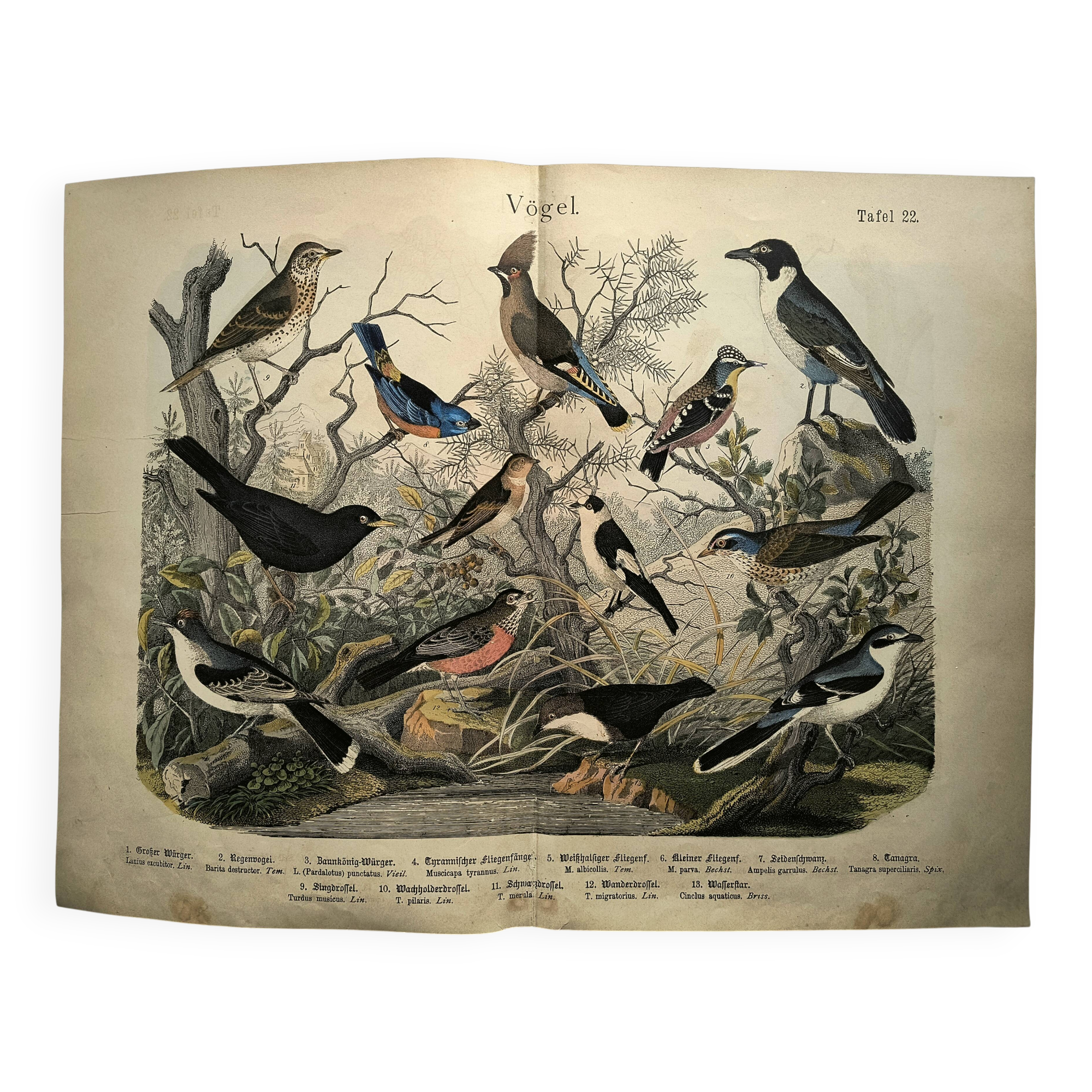 Large antique engraving, 1886 - Thrushes and European birds. Lithograph.