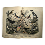 Large antique engraving, 1886 - Thrushes and European birds. Lithograph.