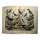 Large antique engraving, 1886 - Thrushes and European birds. Lithograph.