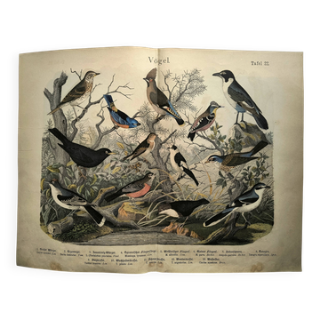 Large antique engraving, 1886 - Thrushes and European birds. Lithograph.