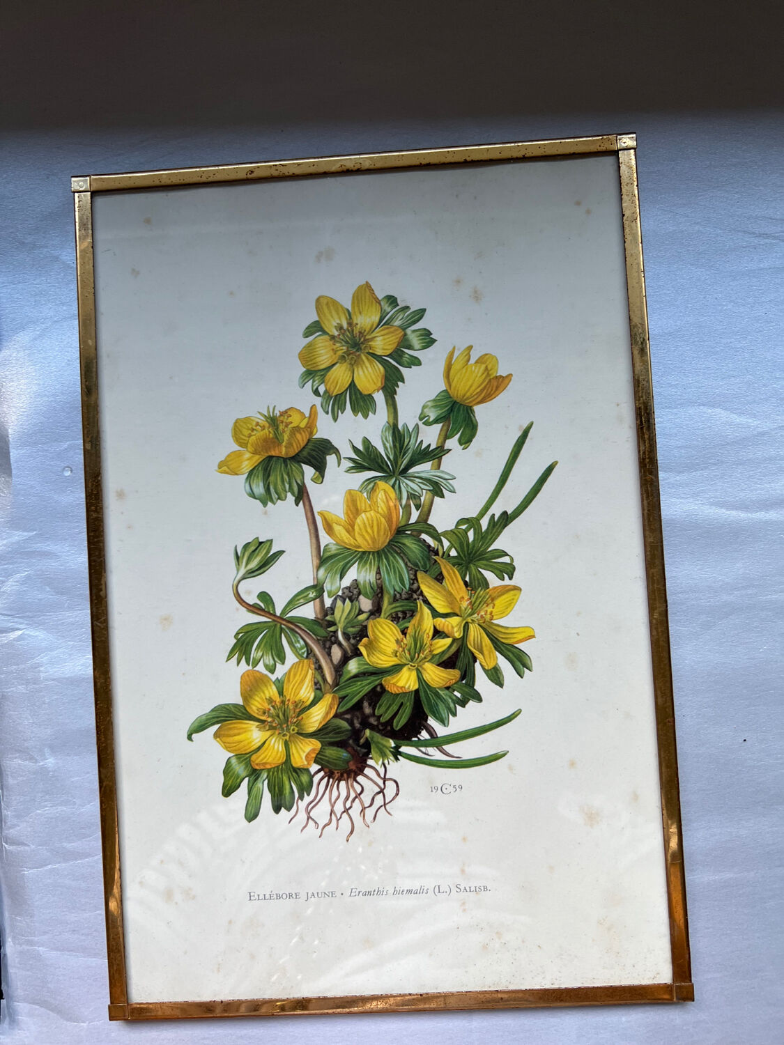 Botanical Poster