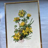 Botanical Poster