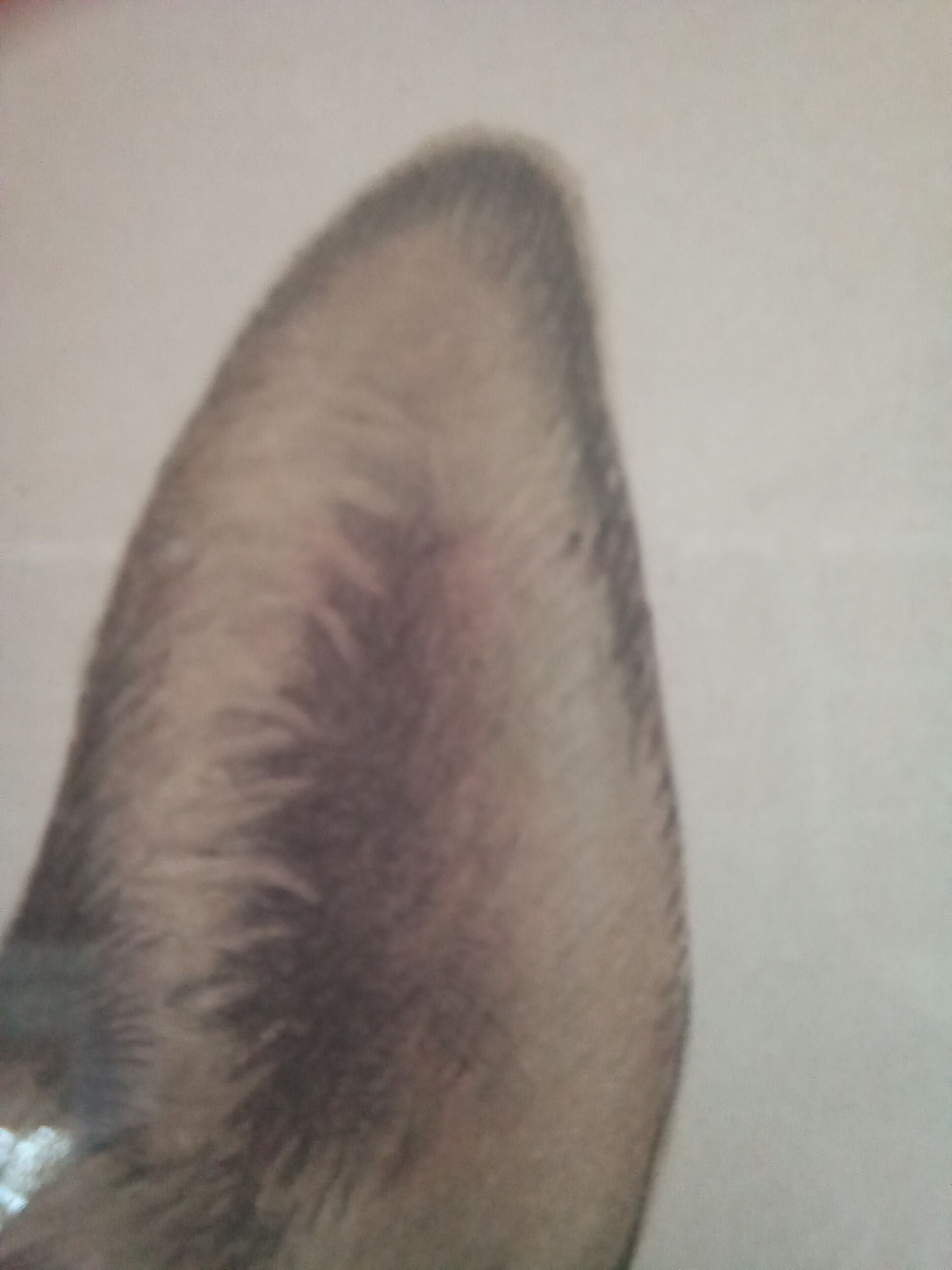 Léon DANCHIN (1887-1938) : GERMAN SHEPHERD Numbered and Signed Lithograph