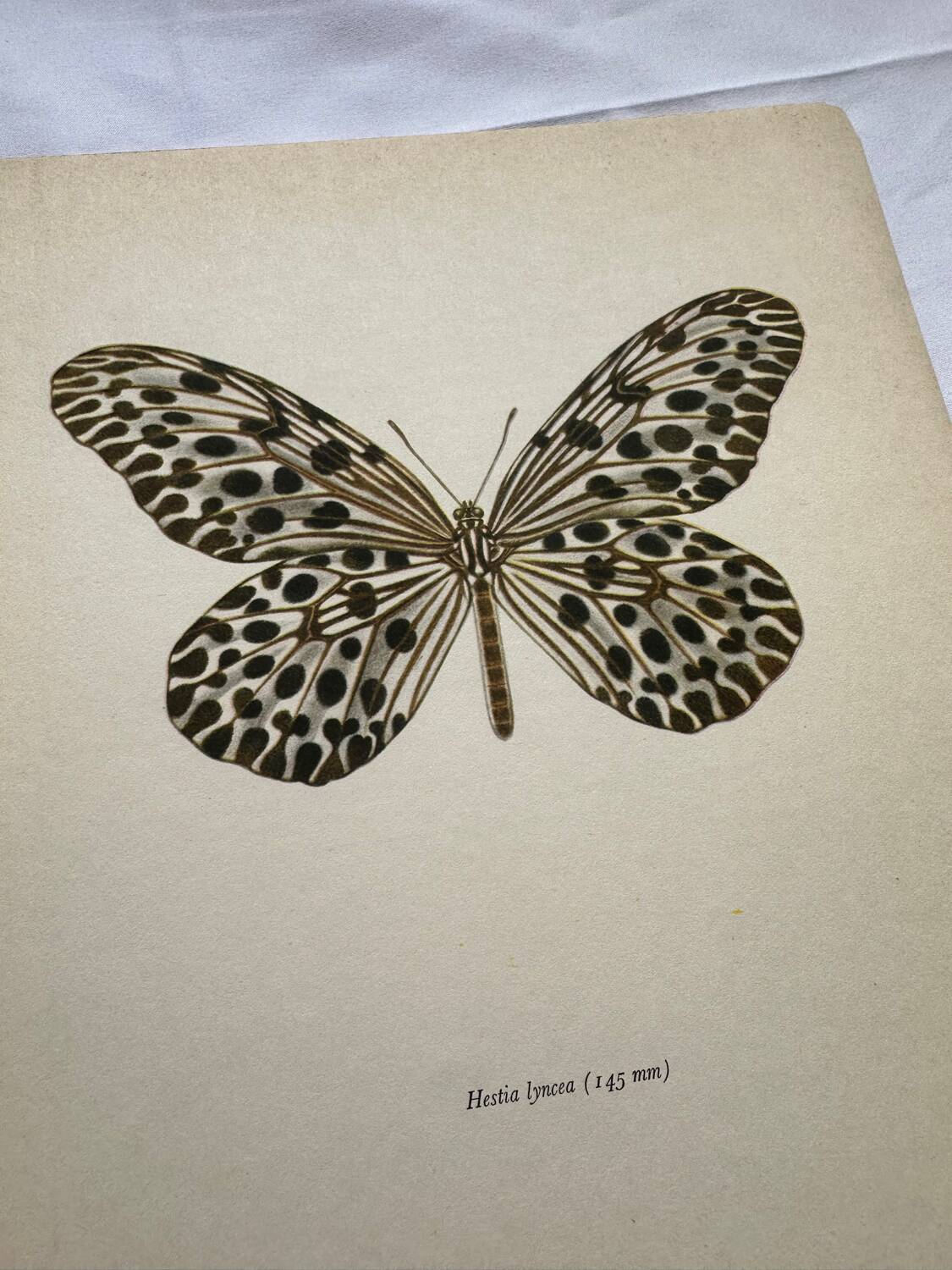 Old butterfly engraving vintage botanical poster