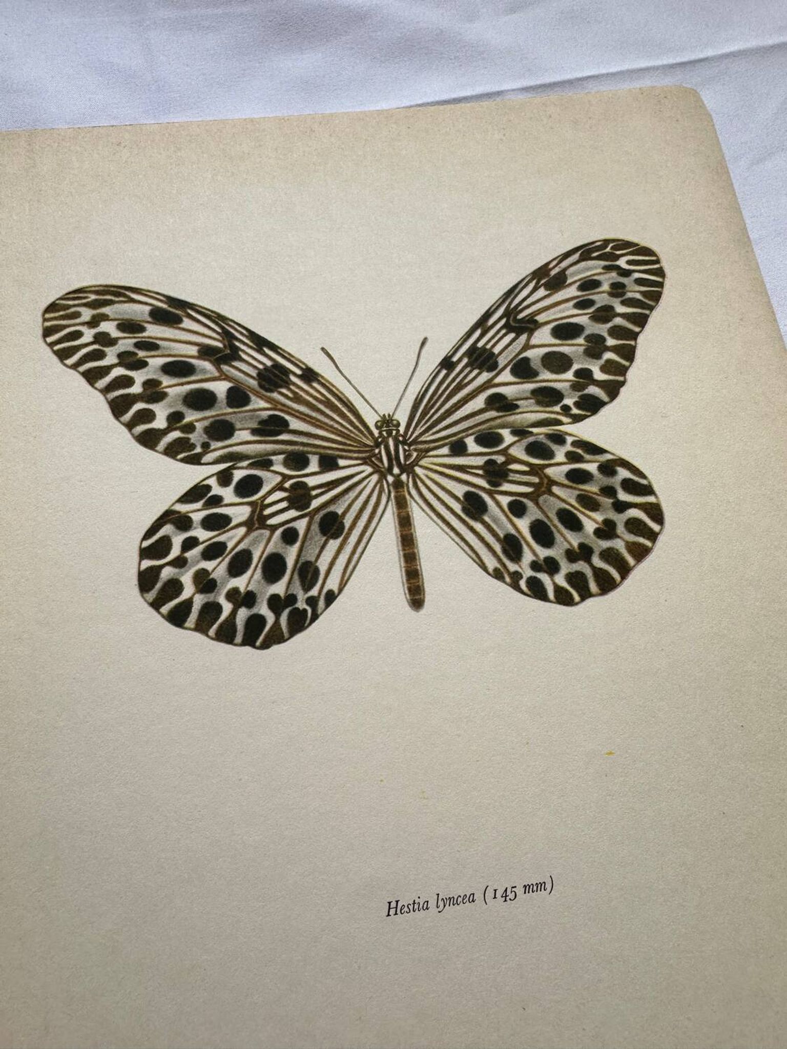 Gravure papillon ancienne déco vintage affiche botanique