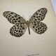 Old butterfly engraving vintage botanical poster
