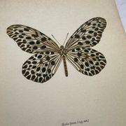 Gravure papillon ancienne déco vintage affiche botanique