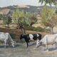 HSP painting "Orientalist Pastoral" signed Eugénie Clarac (1886/1960) Algiers