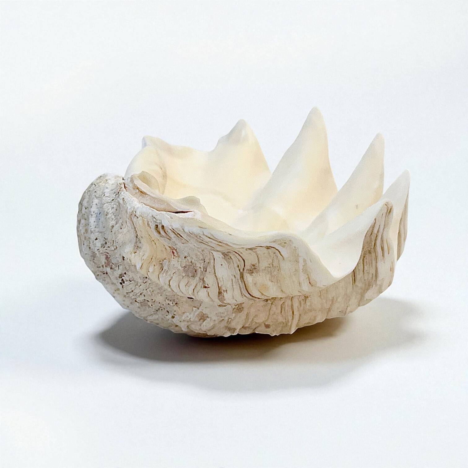 large natural Tridacna clam shell pocket emptier from the 70s