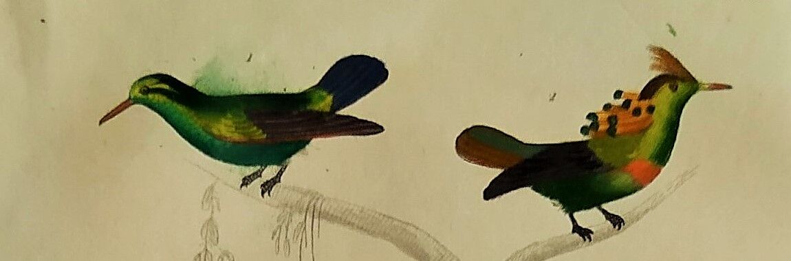 Original Ornithological Plate "Green Gold - Hoopoe - Ruby Topaz - &c..." Buffon 1836