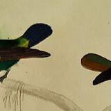 Original Ornithological plate " Green gold - Crested collar - Ruby Topaz - &c... " Buffon (1836)