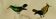 Original Ornithological Plate "Green Gold - Hoopoe - Ruby Topaz - &c..." Buffon 1836