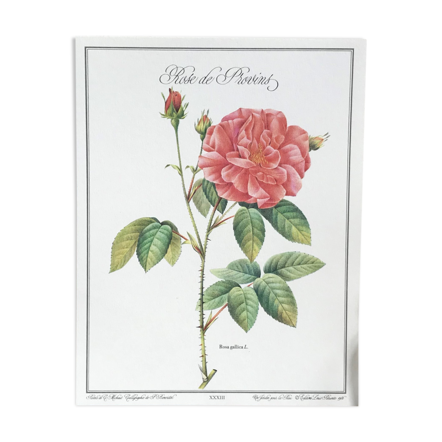 Botanical plank Rose de Provins