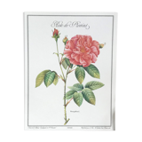 Botanical plank Rose de Provins
