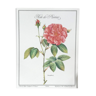 Planche botanique Rose de Provins