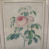 Pink botanical board of vintage gardens