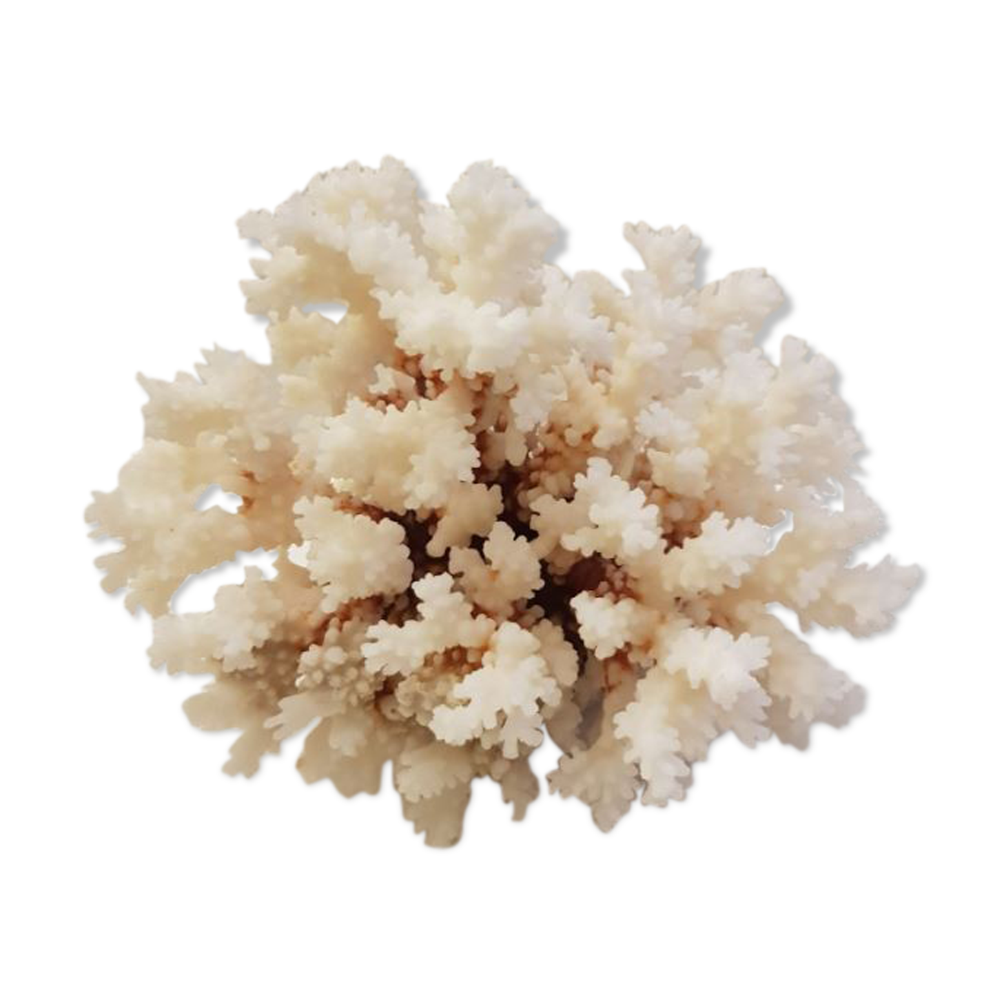 Coral 24 cm x 17