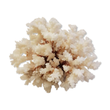 Coral 24 cm x 17
