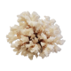 Coral 24 cm x 17