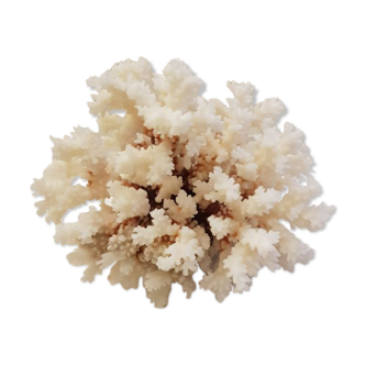 Coral 24 cm x 17